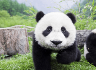 El Tesoro más Preciado de la China