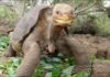 Adiós “Solitario George” última tortuga de su especie en el Mundo e ícono de las Islas Galápagos
