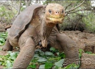 Adiós “Solitario George” última tortuga de su especie en el Mundo e ícono de las Islas Galápagos
