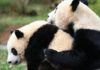 Récord de Amor para los Pandas