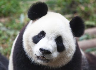 La osa panda más vieja del mundo