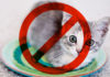 Noticia: No más carne de gato y perro