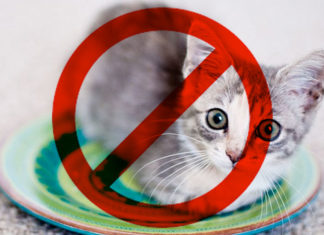 Noticia: No más carne de gato y perro