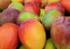 El mango fresco ecuatoriano ya puede ingresar a China