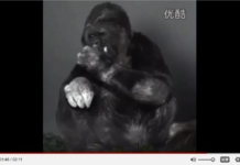 Koko una llamada de atención al mundo