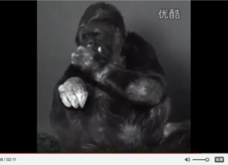 Koko una llamada de atención al mundo