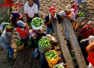 Análisis y perspectivas del sector agrícola de México