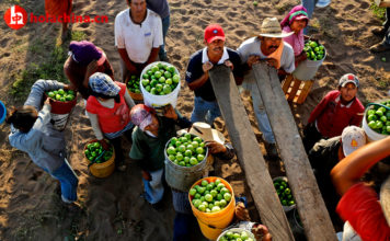 Análisis y perspectivas del sector agrícola de México