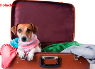 Viajar con mascotas en China – 带上宠物去旅行