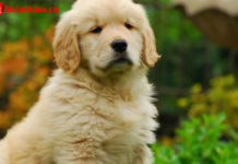 Registrar a tu perro en Shanghái