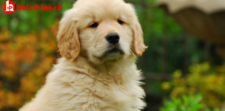 Registrar a tu perro en Shanghái