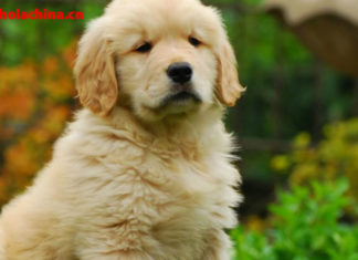 Registrar a tu perro en Shanghái